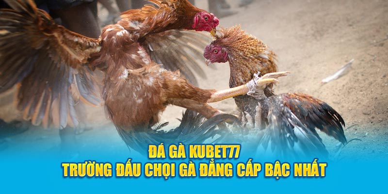 Đá gà Kubet77 - Trường đấu chọi gà đẳng cấp bậc nhất