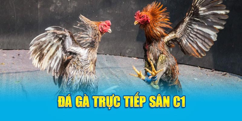 Đá gà trực tiếp sân C1