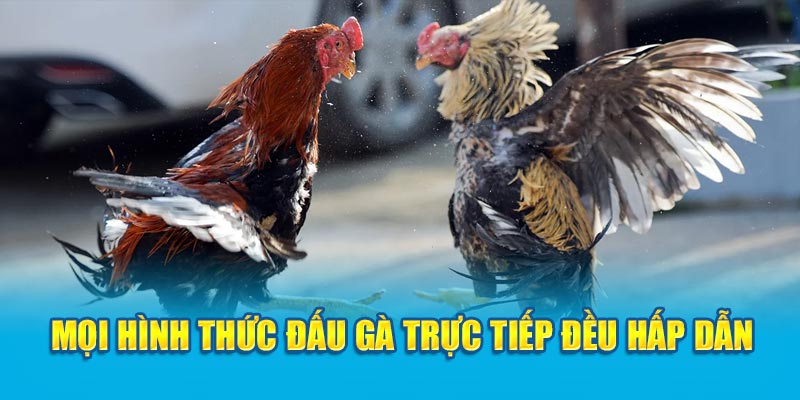 Mọi hình thức đấu gà trực tiếp đều hấp dẫn